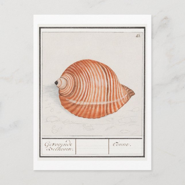 Carte Postale Illustration vintage Seashell (Devant)