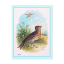 Illustration Vintage "The Lark"