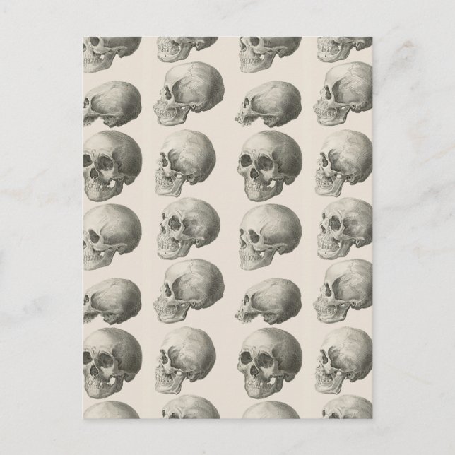 Carte Postale Illustrations de crâne vintage (Devant)