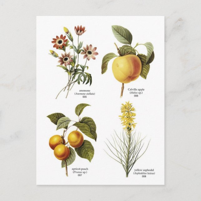 Carte Postale Illustrations florales botaniques (Devant)