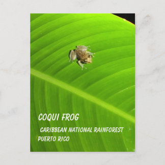 Carte Postale IMAG0274.jpg, Coqui Frog, Caribbean National Ra...