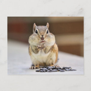 Carte Postale Image Chipmunk