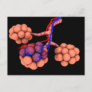 Carte Postale Image Conceptuelle D'Alveoli 3