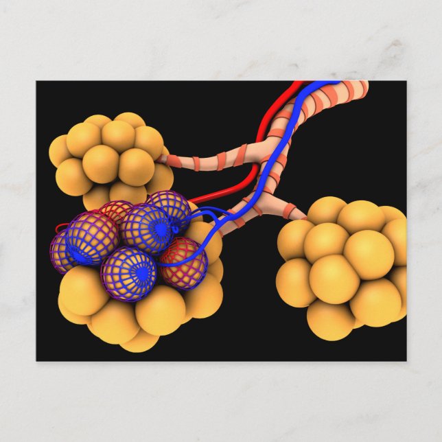 Carte Postale Image Conceptuelle D'Alveoli 4 (Devant)