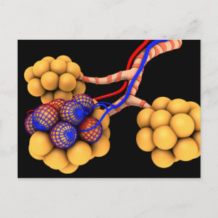 Carte Postale Image Conceptuelle D'Alveoli 4