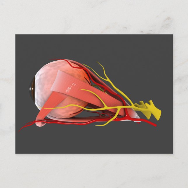 Carte Postale Image Conceptuelle De L'Anatomie Des Yeux Humains  (Devant)