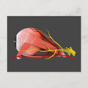 Carte Postale Image Conceptuelle De L'Anatomie Des Yeux Humains 