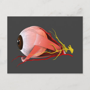 Carte Postale Image Conceptuelle De L'Anatomie Des Yeux Humains 