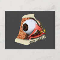 Image Conceptuelle De L'Anatomie Des Yeux Humains 