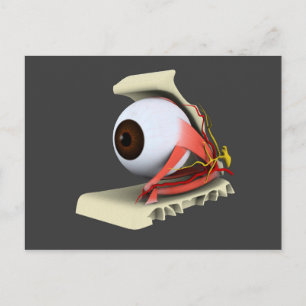 Carte Postale Image Conceptuelle De L'Anatomie Des Yeux Humains 