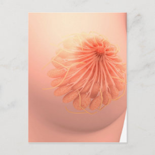 Carte Postale Image Conceptuelle De L'Anatomie Du Sein Féminin 3