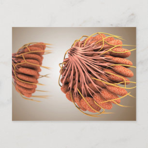 Carte Postale Image Conceptuelle De L'Anatomie Du Sein Féminin 8
