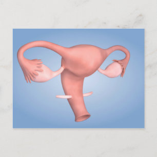 Carte Postale Image Conceptuelle De L'Organe De Reproduction Fém