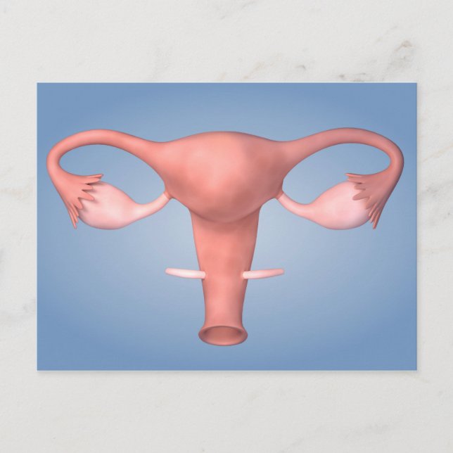 Carte Postale Image Conceptuelle De L'Organe De Reproduction Fém (Devant)