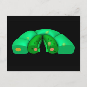 Carte Postale Image Conceptuelle De Stomata 2