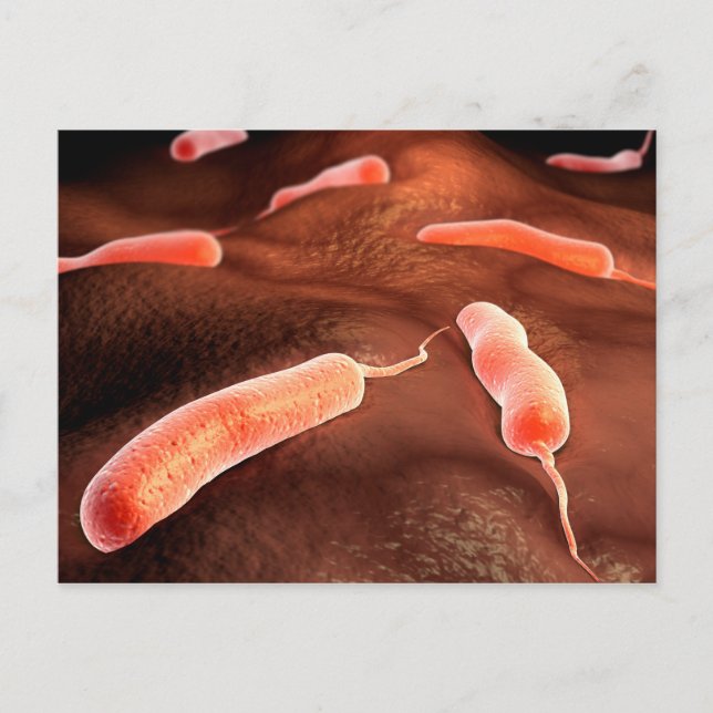 Carte Postale Image Conceptuelle De Vibrio Cholerae 1 (Devant)