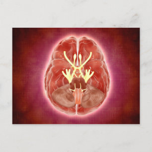 Carte Postale Image Conceptuelle Des Nerfs Craniens Dans Le Cerv