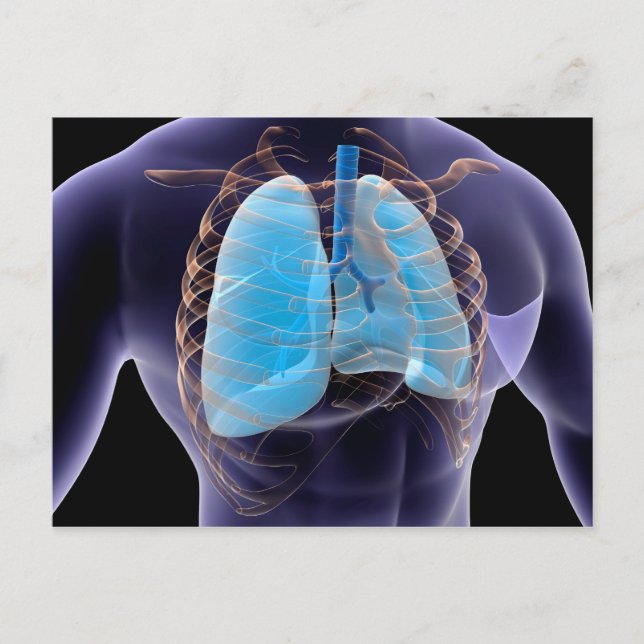 Carte Postale Image Conceptuelle Des Poumons Humains Et De La Ca (Devant)