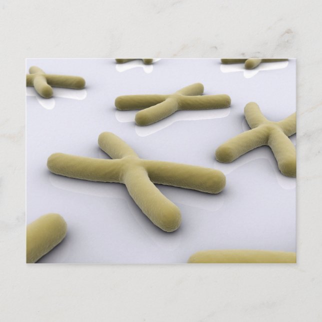 Carte Postale Image Conceptuelle Du Chromosome 1 (Devant)