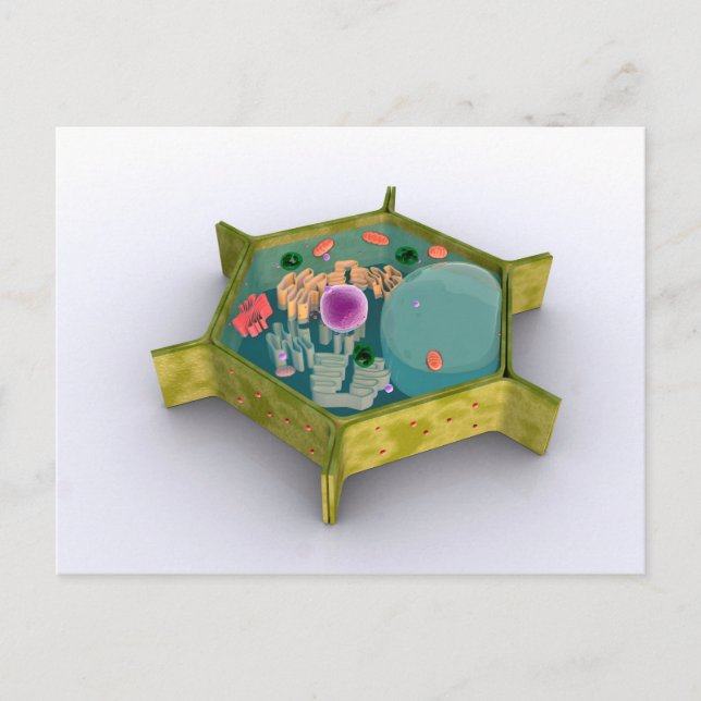 Carte Postale Image Conceptuelle D'Une Cellule Plante (Devant)