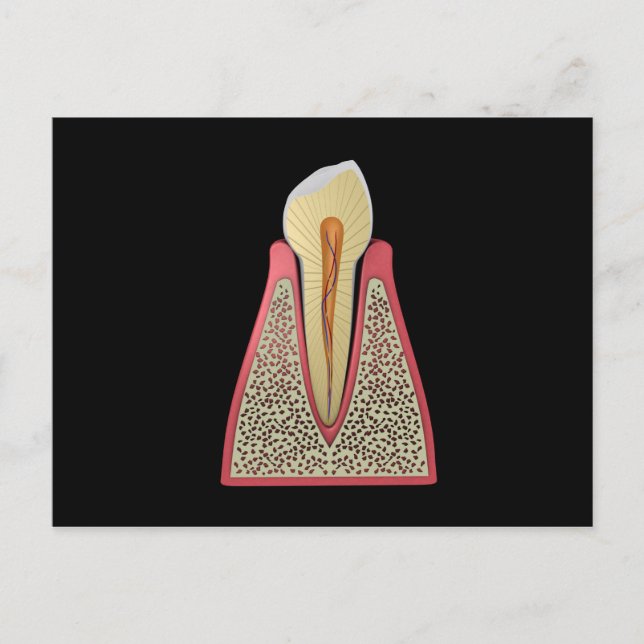 Carte Postale Image conceptuelle d'une dent humaine 2 (Devant)