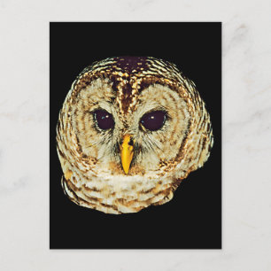 Carte Postale Image de hibou