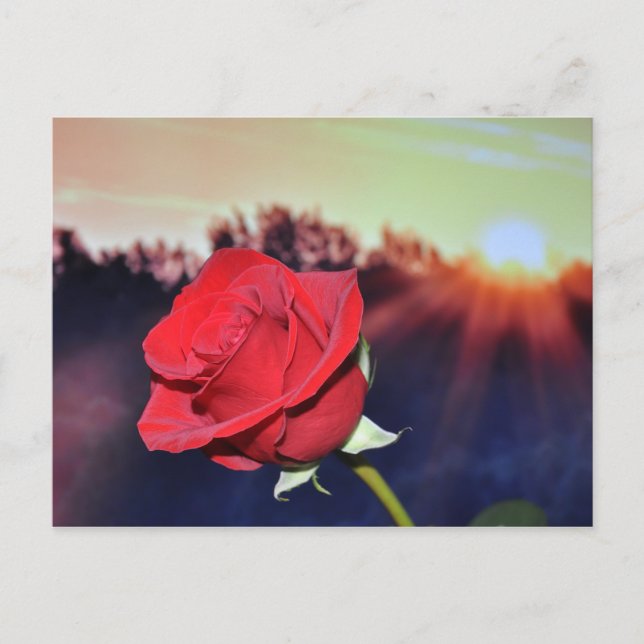 Carte Postale Image de la fleur de rose rouge (Devant)
