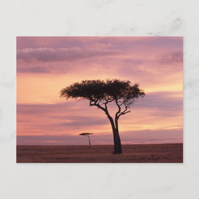 Carte Postale Image de silhouette d'acacia au lever du soleil (Devant)
