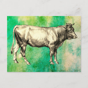Carte Postale Image de vache de ferme ancienne taureau
