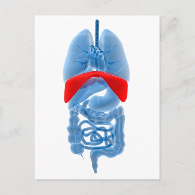 Carte Postale Image En Rayon X D'Organes Internes Avec Diaphragm (Devant)