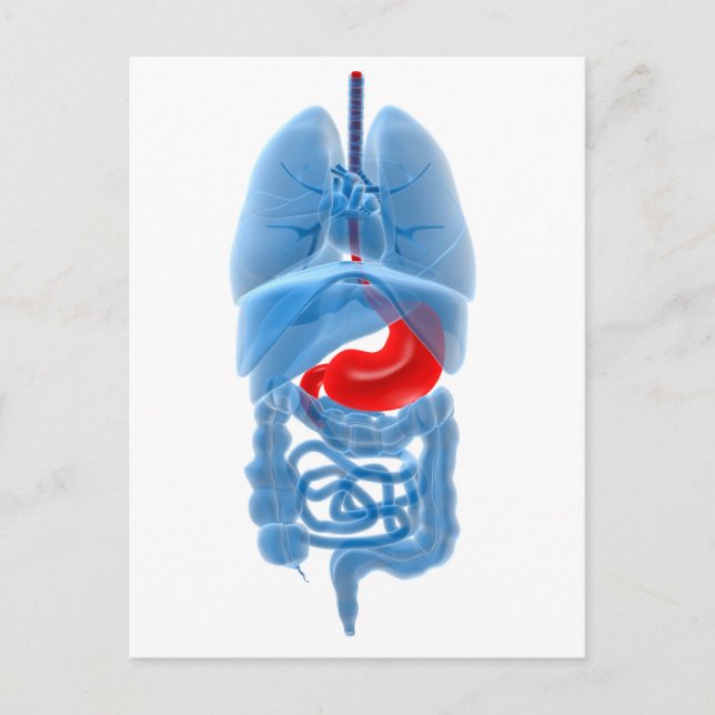Carte Postale Image En Rayon X D'Organes Internes Avec Estomac (Devant)