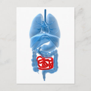 Carte Postale Image En Rayon X D'Organes Internes Avec Petits