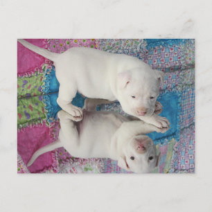 Carte Postale Image miroir