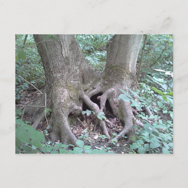 Carte postale - image nature (Devant)