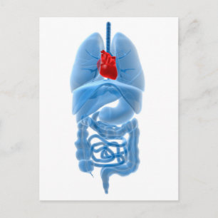 Carte Postale Image radiographique d'organes internes avec cœur