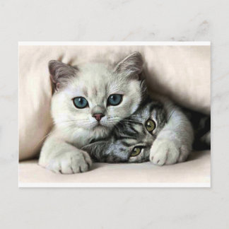 Carte Postale imagem de gata e filho