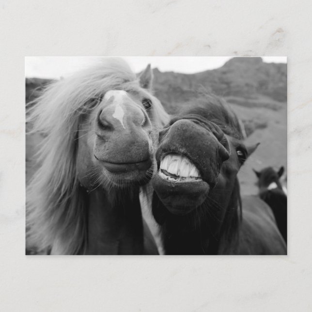 Carte Postale Images Getty | Chevaux souriants (Devant)