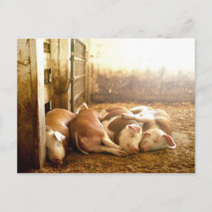 Carte Postale Images Getty Chiens en train de se frotter