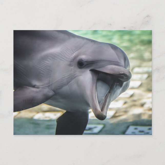 Carte Postale Images Getty | Dauphin (Devant)