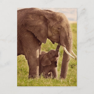 Carte Postale Images Getty   Elephant & bébé