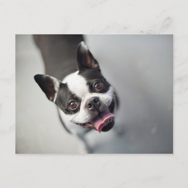 Carte Postale Images Getty | French Bulldog (Devant)