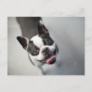 Carte Postale Images Getty   French Bulldog