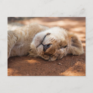 Carte Postale Images Getty Lion couché