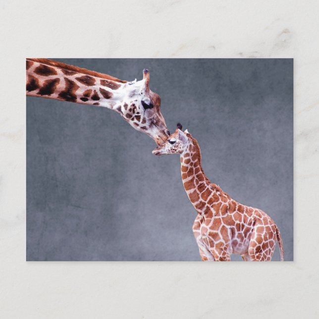 Carte Postale Images Getty | Mère et bébé Giraffe (Devant)