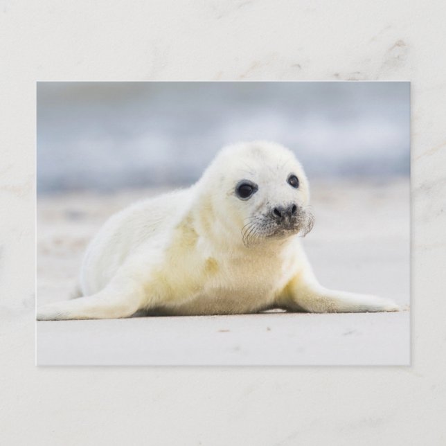 Carte Postale Images Getty | Phoque bébé (Devant)