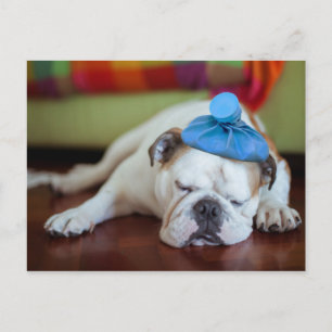 Carte Postale Images Getty   Sick Young Puppy