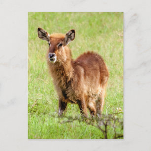 Carte Postale Images Getty   Young Brown Antelope Waterbuck