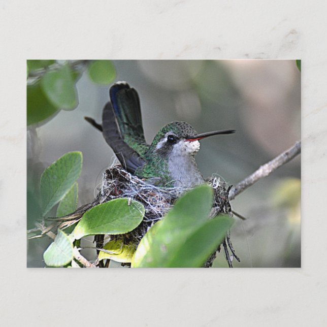 Carte Postale Imbrication de colibri à large bande (Devant)