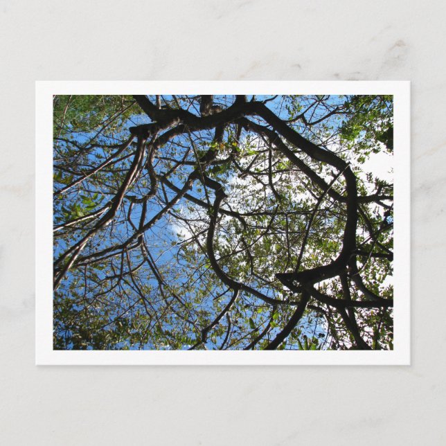 CARTE POSTALE IMG_0078 (Devant)
