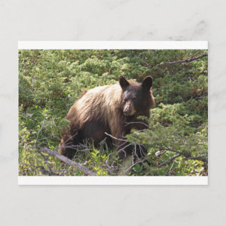 CARTE POSTALE IMG_1319_1